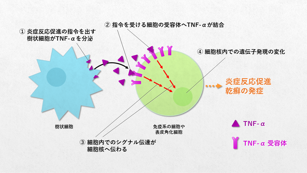 長期的な見通しは何ですか?